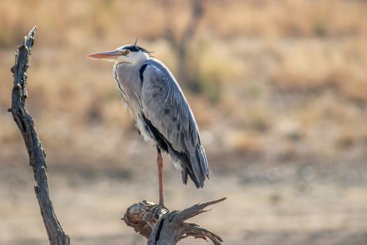 Great blue heron (Ardea herodias) resting on a tree branch