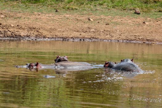 Hippopotamus amphibius cooling off in the cold water