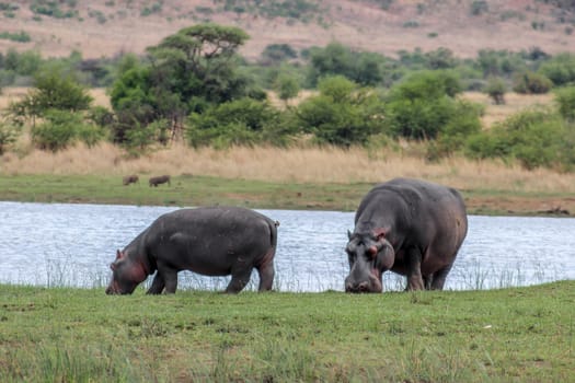 Hippopotamus amphibius grazing on the waterbank