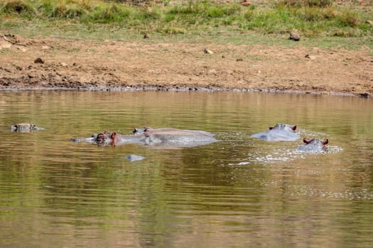 Hippopotamus amphibius cooling off in the cold water