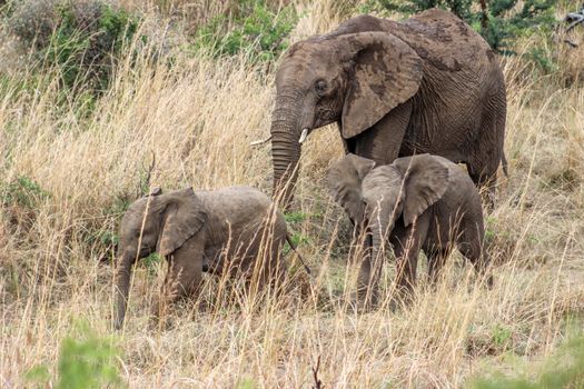 African bush elephant (Loxodonta africana)