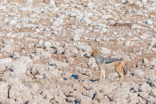 A black-backed jackal (Canis mesomelas), between white calcrete rocks in Northern Namibia