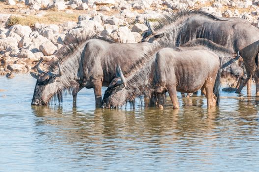 Blue wildebeest, Connochaetes taurinus, also called a white-bearded wildebeest or brindled gnu, drinking water at a waterhole in Northern Namibia