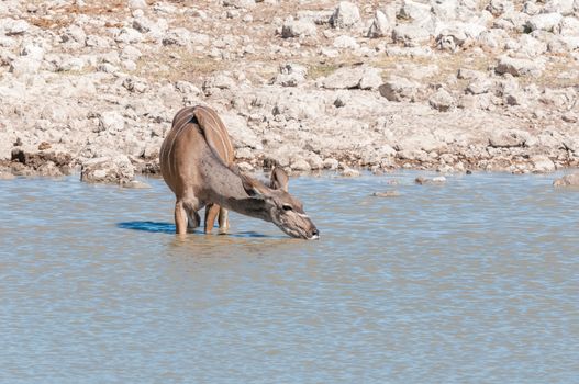 A greater kudu cow, Tragelaphus strepsiceros, drinking water in a waterhole in Northern Namibia
