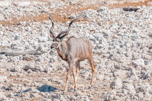 A greater kudu bull, Tragelaphus strepsiceros, walking between white calcrete rocks in Northern Namibia