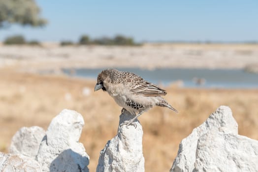 A sociable weaver, Philetairus socius, on a white, calcrete, rock in Northern Namibia