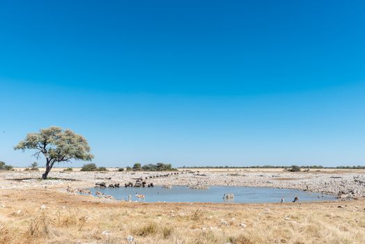 Burchells zebras, blue wildebeest and springbok drinking water at a waterhole in Northern Namibia