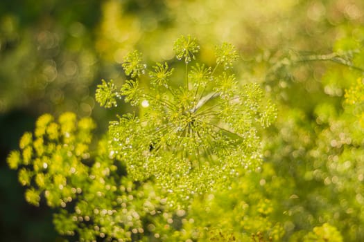 Umbel inflorescence of dill with droplets of dew closeup at shallow depth of field on blurred background
