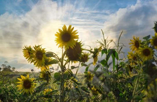 Several sunflowers on a background of the field and sky with clouds at sunset
