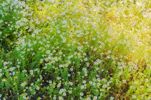 Background of the chamomiles on a meadow closeup during sunrise
