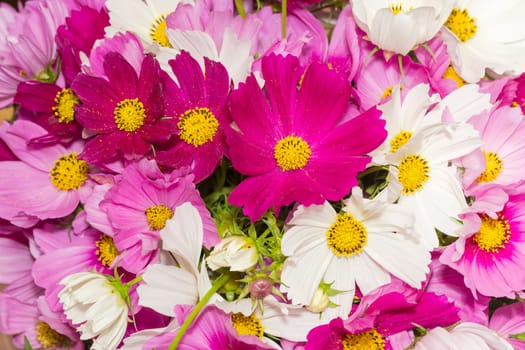 Background of the cosmos flowers several colors closeup
