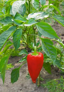 Red bell pepper growing on a plant on the plantation
