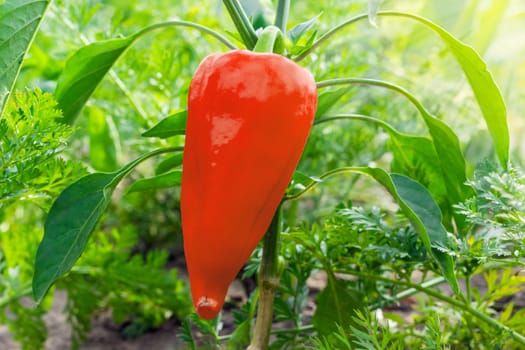 Red bell pepper growing on a plant on the plantation
