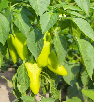 Fragment of a plantation with a plants of the bell pepper  with maturing fruits 
