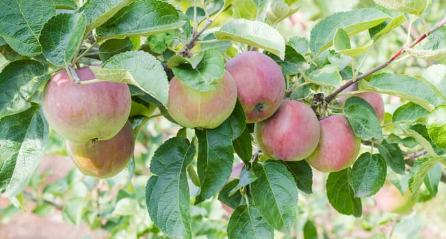 Panorama of the branch of an apple tree with several ripe green and red apples and leaves in a orchard closeup
