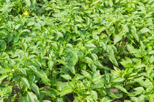 Background of a part of plantation of the maturing bell pepper after rain
