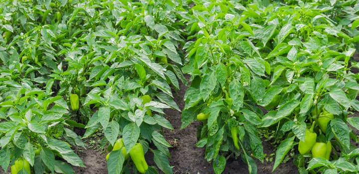 Plantation of the maturing bell pepper after rain