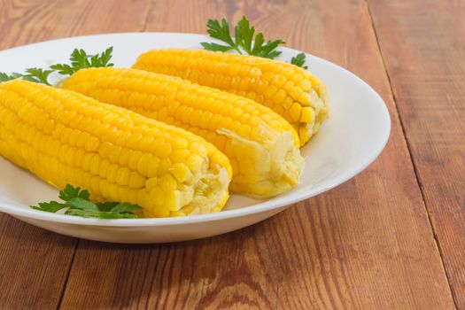 Fragment of a white dish with three boiled whole ears of sweet corn decorated with parsley twigs closeup on an old wooden surface
