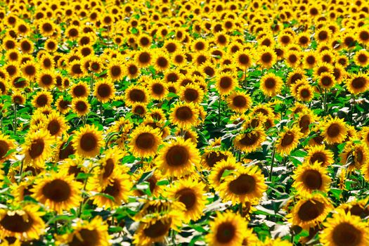 Picture of sunflower field