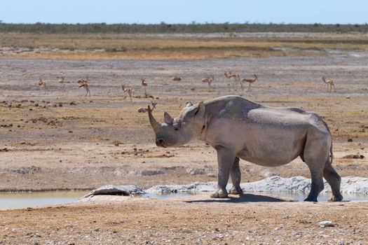 Black rhinoceros from Etosha National Park, Namibia