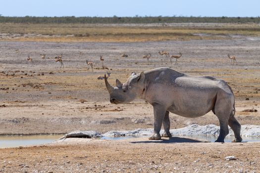 Black rhinoceros from Etosha National Park, Namibia