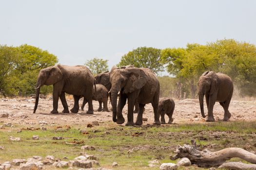 Herd of elephants from Etosha National Park, Namibia