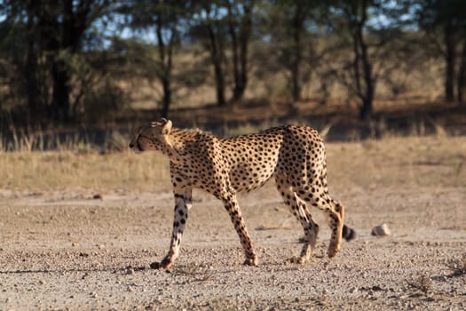 A cheetah cross the road at Kgalagadi National Park, South Africa