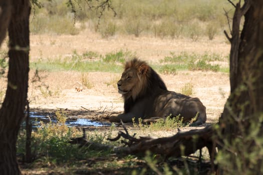 A lion from Kgalagadi National Park, South Africa