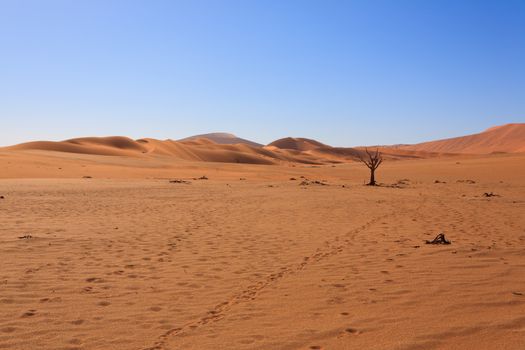 Panorama of red dunes from Sossusvlei Namibia