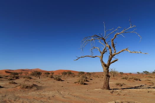 Death tree with red dunes from Hidden Vlei, Sossusvlei Namibia