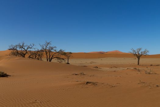 Death trees with red dunes from Hidden Vlei, Sossusvlei Namibia
