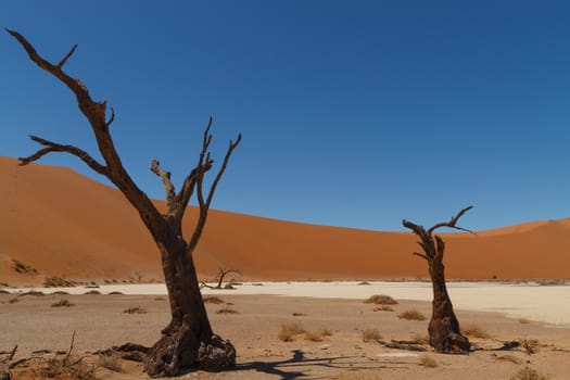 Death tree with red dunes from Hidden Vlei, Sossusvlei Namibia