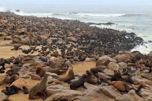 Colony of cape fur seals from Cape Point, Namibia