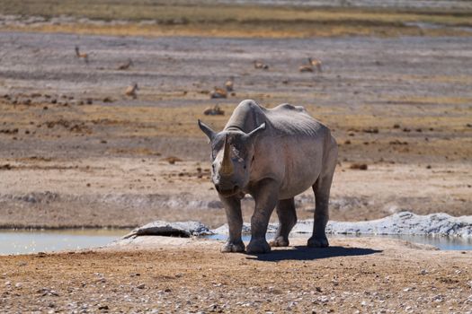 Black rhinoceros from Etosha National Park, Namibia