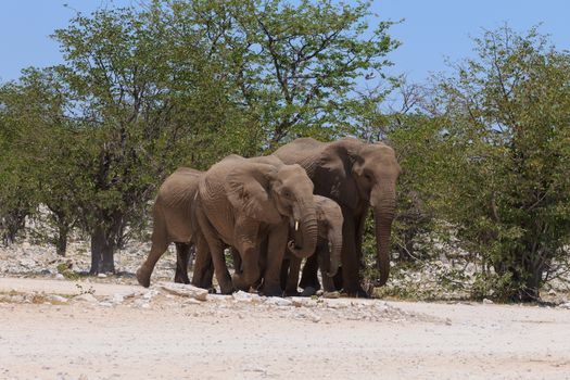 Herd of elephants from Etosha National Park, Namibia