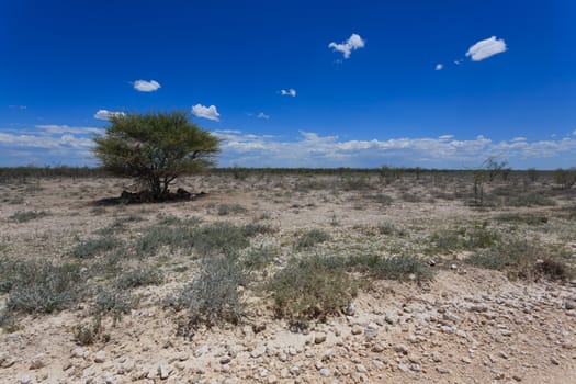 Panorama from Etosha National Park, Namibia