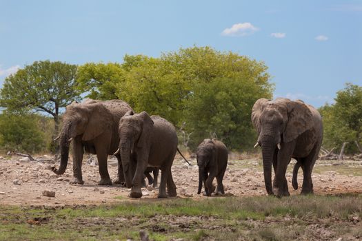 Herd of elephants from Etosha National Park, Namibia
