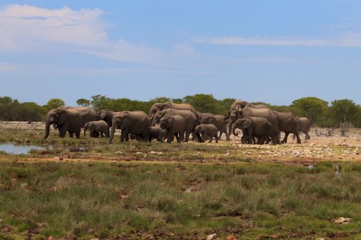 Herd of elephants from Etosha National Park, Namibia