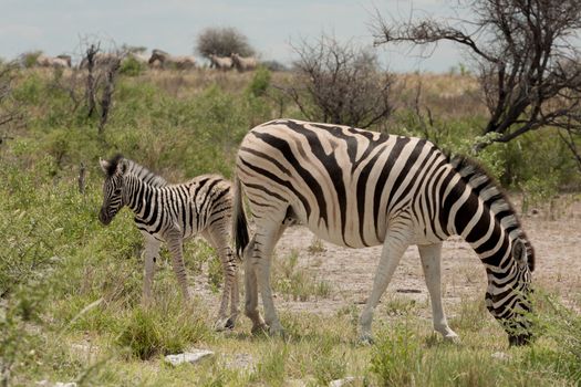 Zebra close up from Etosha National Park, Namibia