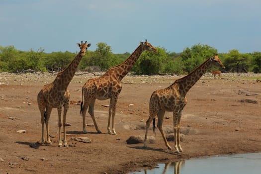 Herd of giraffes from Etosha National Park, Namibia
