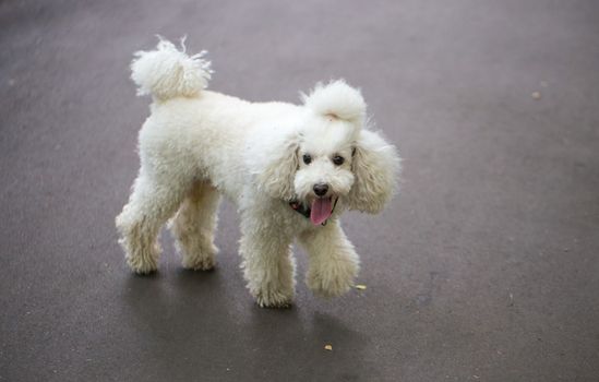 White poodle puppy with a tail on the head