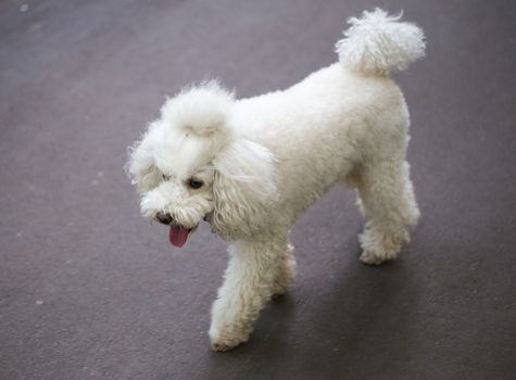 White poodle puppy with a tail on the head