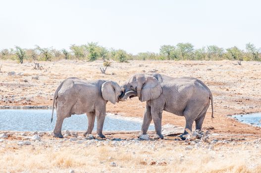 Two young African elephant bulls, Loxodonta africana, in a mock fight at a waterhole in Northern Namibia