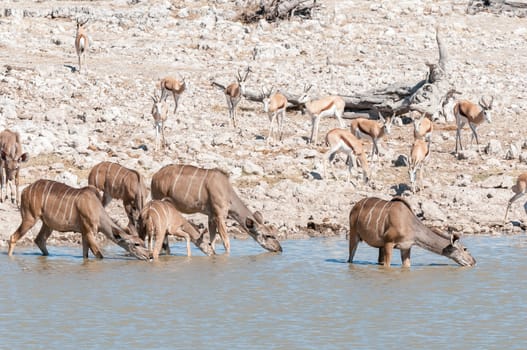 Greater kudu cows and calves, Tragelaphus strepsiceros, drinking water in a waterhole in Northern Namibia