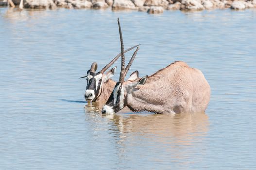 Two oryx, also called gemsbok, one with a deformed horn, one with broken horn, in a waterhole in Northern Namibia