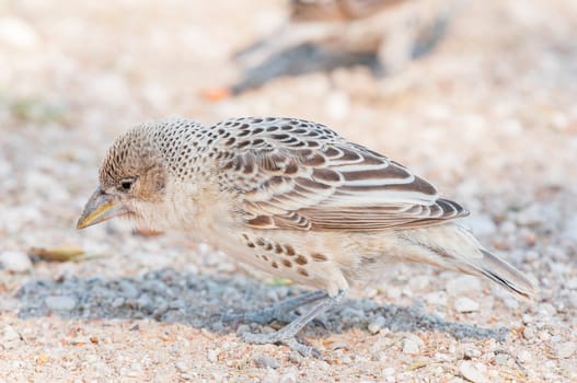 A sociable weaver, Philetairus socius, on the ground in Northern Namibia