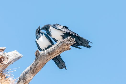 Two pied crows, Corvus albus, on a dead tree branch, interacting, Northern Namibia