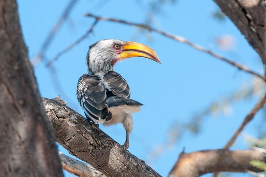 A Southern Yellow-billed Hornbill, Tockus leucomelas, on a tree branch in Northern Namibia