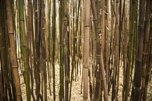 Brown bamboo forest in Rhode Island, USA