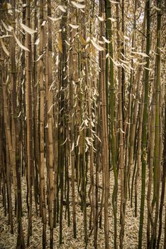 Brown bamboo forest in Rhode Island, USA
